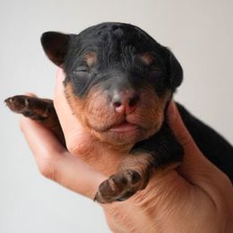 Banksie - Phantom male Bernedoodle puppy in Folsom, Louisiana from DoodlesFarmCo