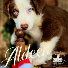 Aldeen - Red tri male Miniature Australian Shepherd puppy in Ennis, Texas from God’s Little Aussies