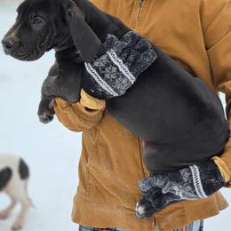 Franny - Black female Great Dane puppy in Mineola, Texas from RC Ranch Great Danes And Cane Corsos