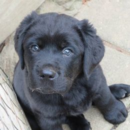 Labrador Retrievers from Shadowland Labs