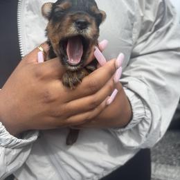 Yorkshire Terriers from Perrys pups