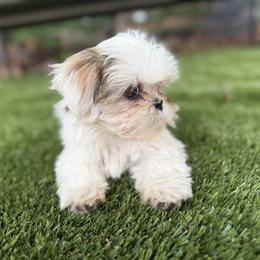 Mal-Shi, Maltese, Maltipoo, Poodle, and Shih Tzu Puppies from Joy-Fur Puppies