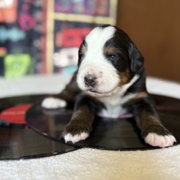Blue Iggy - Tri-color male Bernese Mountain Dog puppy in Redlands, California from Country Feels Ranch