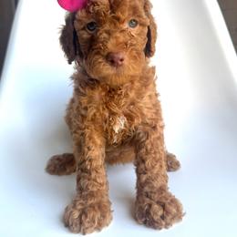 Pixie - Apricot female Goldendoodle puppy in Mount Pleasant, Tennessee from Doodle My Heart