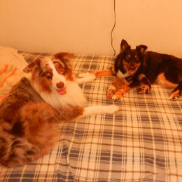 42 - Australian Shepherd