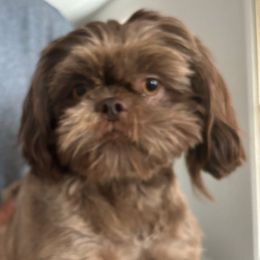 Daisy - Shih Tzu