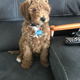 Goldendoodle Puppies from Mumzee Doodles