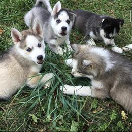 Poodle and Siberian Husky Puppies from White Water Dogs
