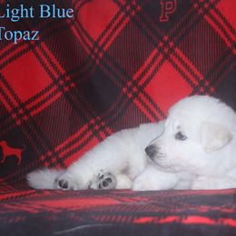 Topaz - Lite blue - White male German Shepherd puppy in Grimes County, Texas from Double H German Shepherds