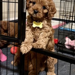 Cavapoo, Cockapoo, and Poodle Puppies from Benji’s Cockapoos
