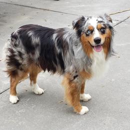 Ocho - Australian Shepherd