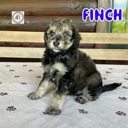 Finch - Sable male Bernedoodle puppy in Banner Elk, North Carolina from Walnut Tree Bernedoodles