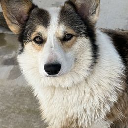 Ginge - Pembroke Welsh Corgi