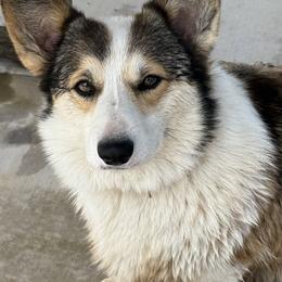 Ginge - Pembroke Welsh Corgi