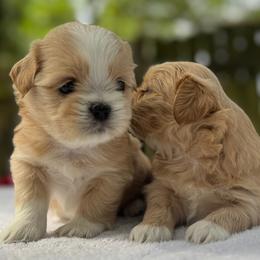 Boy 1 - Gold and white male Shih Tzu puppy in Mobile, Alabama from FluffyTail Shih Tzu