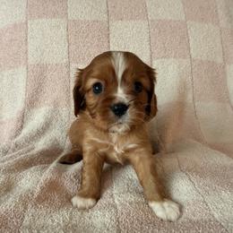 Cavalier King Charles Spaniel and Cavapoo Puppies from Cumberland Cavaliers
