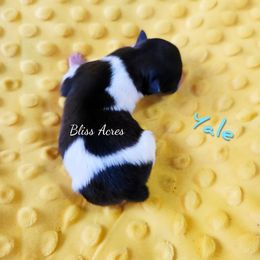 Yale - Black and tan parti male Pomeranian puppy in Ponca City, Oklahoma from Bliss Acres Farm
