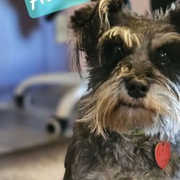 Aurora - Miniature Schnauzer