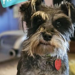Aurora - Miniature Schnauzer