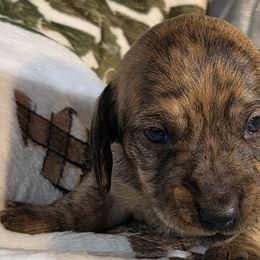 Dachshunds from Cool Runnin Dachshunds