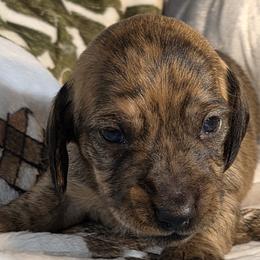 Dachshunds from Cool Runnin Dachshunds