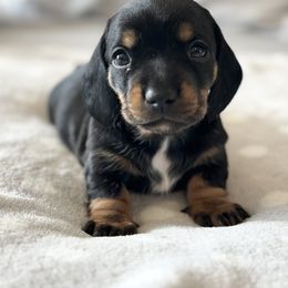 Dachshund Puppies from Silver Dach Farms