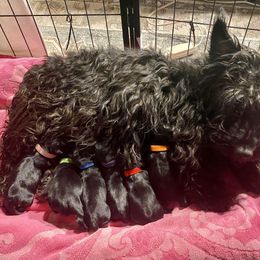 Bonnie - Scottish Terrier