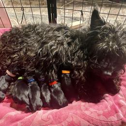 Bonnie - Scottish Terrier