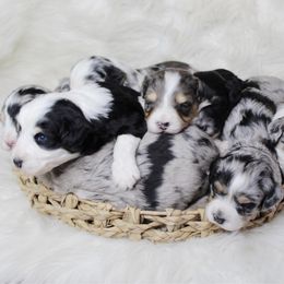Aussiedoodle and Goldendoodle Puppies from Skyridge Doodles