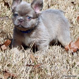 Benson - Blue male French Bulldog puppy in Winnsboro, Texas from JP Ranch Bulldogs