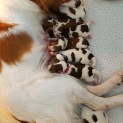 Nederlandse Kooikerhondje Puppies from Dreamcatcher Kooikerhondjes
