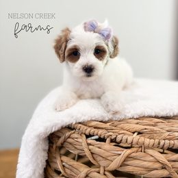 Snow White - Parti female Maltipoo puppy in Huntsville, Texas from Nelson Creek Farms