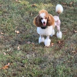 Tilly - Parti female Poodle puppy in Arkansas from Brew House