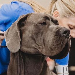 Gunthor - Great Dane
