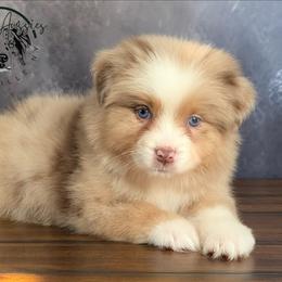 Dior - Red merle female Australian Shepherd puppy in Fultonville, New York from Sandy Aussies & Pomeranians