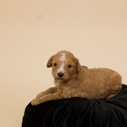 Lilly - Red  female Poodle puppy in Los Angeles, California from Exquisite Doodles