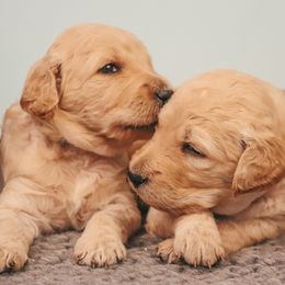 Goldendoodles from Coco and Carmel Doodles