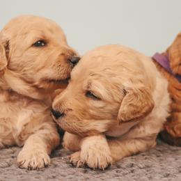 Goldendoodles from Coco and Carmel Doodles