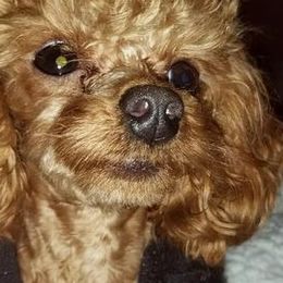 Poodles from Carol's AKC Poodles