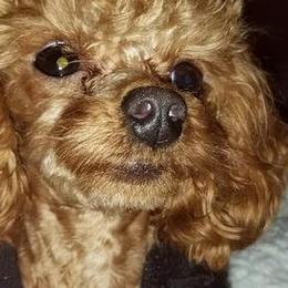 Poodles from Carol's AKC Poodles