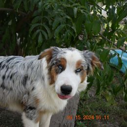 Mr Blu - Blue merle Australian Shepherd puppy in Muscatine, Iowa from Horten K-9 Wiggles