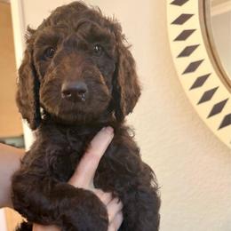 Purpple - Chocolate female Labradoodle puppy in Chula Vista, California from Coastal Cocoa Labradoodle