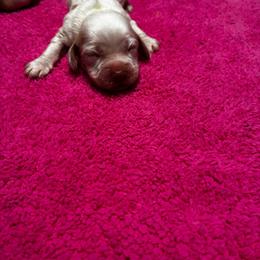 Green - Cream female Cocker Spaniel puppy in Phil Campbell, Alabama from Clark’s Cocker Spaniels
