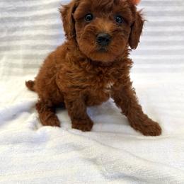 Kelly - Red  female Poodle puppy in Mint Hill, North Carolina from DoodleForever