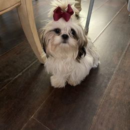 Hattie - Shih Tzu