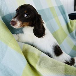 Boy 3 - Piebald male Dachshund puppy in Oklahoma from DRB Dachshunds