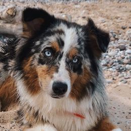 Australian Shepherds from Hall-N-Auss Australian shepherds