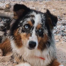 Australian Shepherds from Hall-N-Auss Australian shepherds