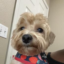 Maltipoo All Grown Up from Tiffany Akins