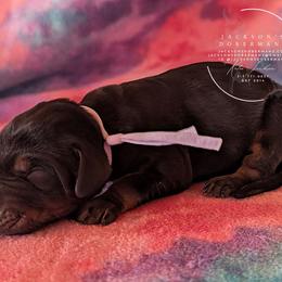 Lilac Collar Female Amethyst and Sage - Black and rust female Doberman Pinscher puppy in Spencer, Indiana from Jackson's Dobermans